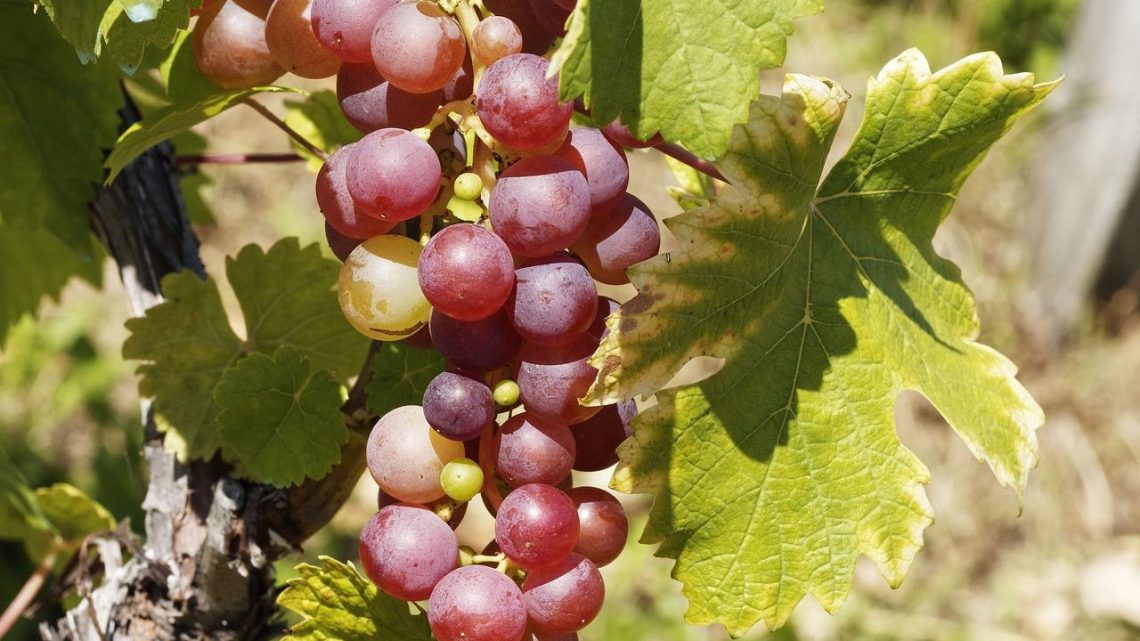 Nos 5 conseils pour tout savoir sur les vins de Bourgogne