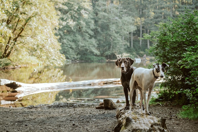 aider les chiens errants