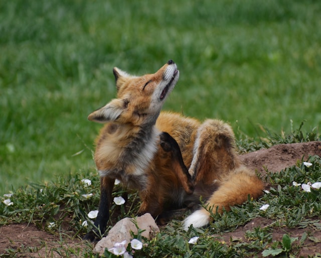 photographie animalière