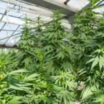 Stormrock CBD