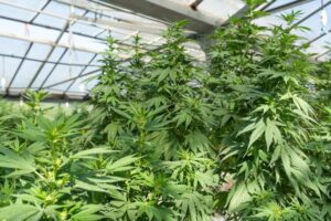 Stormrock CBD