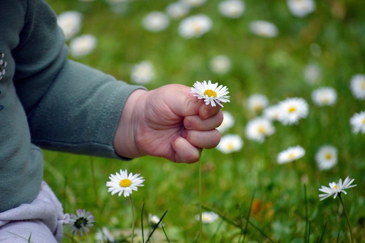 Main d'enfant tenant une marguerite au milieu d'un champ fleuri