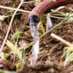Eau coule d'un tuyau rouge sur du sol avec des herbes vertes